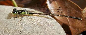 Attēlu rezultāti vaicājumam “Comatricha fragilis”