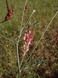 Attēlu rezultāti vaicājumam “Onobrychis arenaria bud”