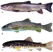 Image result for Salmo marmoratus