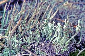 Attēlu rezultāti vaicājumam “Cladonia cornuta”