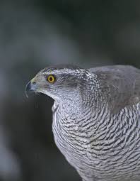 Attēlu rezultāti vaicājumam “Accipiter gentilis”