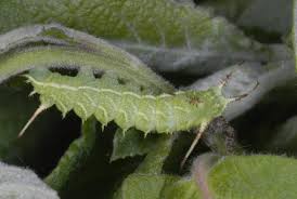 Attēlu rezultāti vaicājumam “Aglia tau”