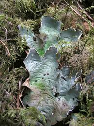 Attēlu rezultāti vaicājumam “Peltigera aphthosa”