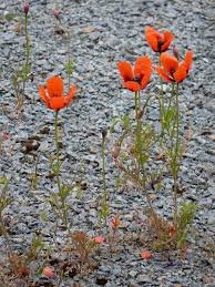Attēlu rezultāti vaicājumam “Papaver argemone”