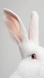 Image result for white rabbit skin texture