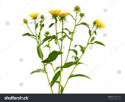 Attēlu rezultāti vaicājumam “Inula britannica bud”