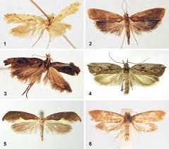 Attēlu rezultāti vaicājumam “Ypsolopha dentella”