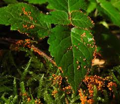 Attēlu rezultāti vaicājumam “Physarum pseudoalexandrowiczii”