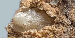 Attēlu rezultāti vaicājumam “Korynetes caeruleus”