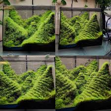 Attēlu rezultāti vaicājumam “Plagiomnium affine”