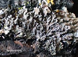 Attēlu rezultāti vaicājumam “Physconia detersa”