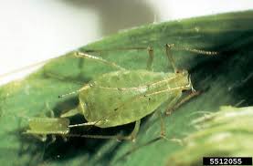 Attēlu rezultāti vaicājumam “Acyrthosiphon”