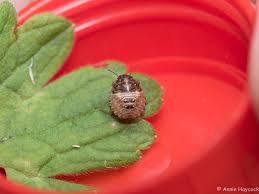 Attēlu rezultāti vaicājumam “Ectobius sylvestris nymph”