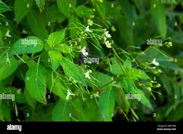 Attēlu rezultāti vaicājumam “Impatiens parviflora leaf”