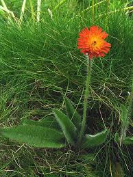 Image result for Hieracium aurantiacum