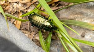 Attēlu rezultāti vaicājumam “Poecilus versicolor”