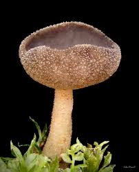 Attēlu rezultāti vaicājumam “Helvella macropus”