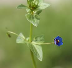 Attēlu rezultāti vaicājumam “Anagallis arvensis leaf”