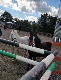 Image result for Bookham Riding School