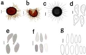 Attēlu rezultāti vaicājumam “Sawadaea tulasnei”
