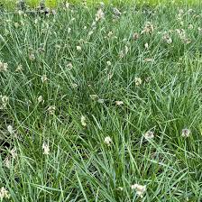 Attēlu rezultāti vaicājumam “Sesleria caerulea leaf”