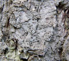 Attēlu rezultāti vaicājumam “Lecanactis abietina”