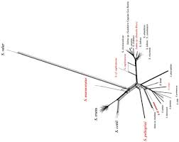 Image result for Salmo pellegrini