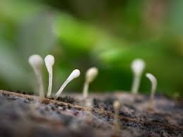 Attēlu rezultāti vaicājumam “Typhula setipes”