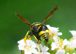 Attēlu rezultāti vaicājumam “Eumenes sp.”