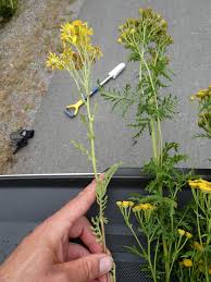 Attēlu rezultāti vaicājumam “Jacobaea vulgaris leaf”
