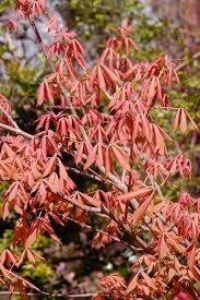 Attēlu rezultāti vaicājumam “Aesculus x neglecta flower”