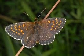Attēlu rezultāti vaicājumam “Melitaea diamina upperside”
