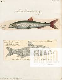 Image result for Salmo dentex