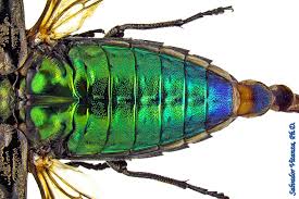 Attēlu rezultāti vaicājumam “Buprestidae”