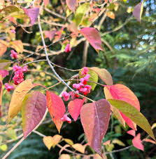 Attēlu rezultāti vaicājumam “Euonymus europaeus”