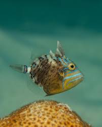 Image result for Balistes vetula