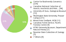 Attēlu rezultāti vaicājumam “Prociphilus xylostei”