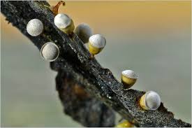 Attēlu rezultāti vaicājumam “Craterium minutum macro”