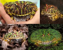 Image result for Ceratophrys ornata