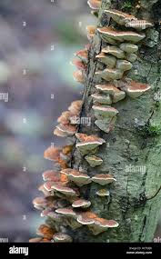 Attēlu rezultāti vaicājumam “Inonotus radiatus”