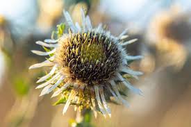 Attēlu rezultāti vaicājumam “Carlina biebersteinii flower”