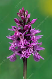 Attēlu rezultāti vaicājumam “Dactylorhiza maculata”