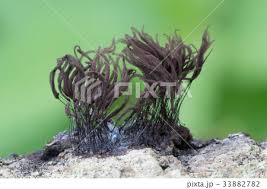 Attēlu rezultāti vaicājumam “Stemonitis axifera”