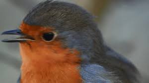 Attēlu rezultāti vaicājumam “Erithacus rubecula adult”