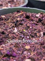 Attēlu rezultāti vaicājumam “Galium boreale fruit”