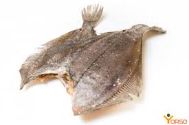 Image result for Hippoglossoides platessoides