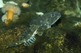 Image result for Myoxocephalus scorpius
