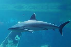 Image result for Carcharhinus albimarginatus