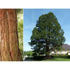 Image result for Mammutbaum