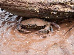 Image result for Cancer irroratus